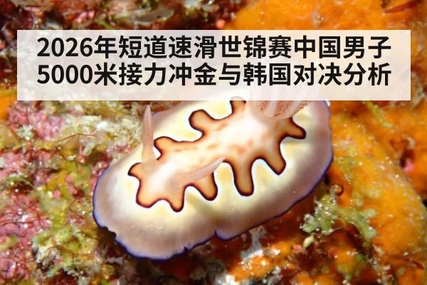 2026年短道速滑世锦赛中国男子5000米接力冲金与韩国对决分析